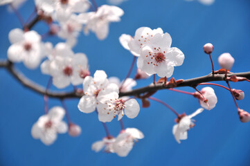 blossoming plum blossom in spring