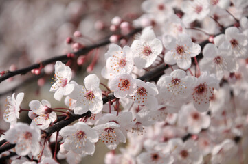 blossoming plum blossom in spring