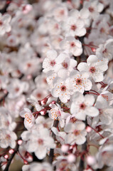 blossoming plum blossom in spring