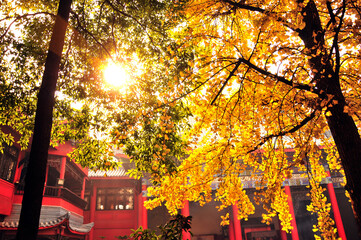 autumn and ginkgo tree in the temple