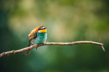 Beautiful bird European bee-eater (Merops apiaster) perching on a branch in light rain. Raindrops on feathers. Blurred background with colorful circles.