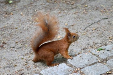 Red squirrel reaching towards a treat, close up © Ilona Lablaika