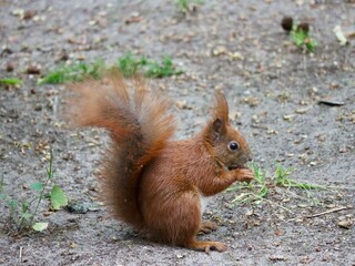Naklejka na ściany i meble Red squirrel sitting and eating a hazelnut, close up