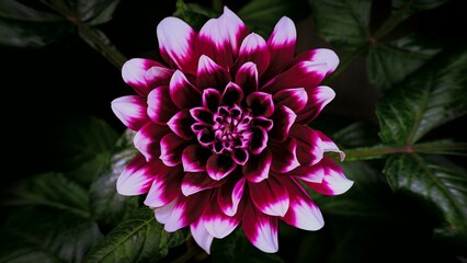 pink and white dahlia