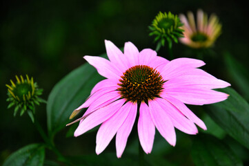 close up of pink daisy