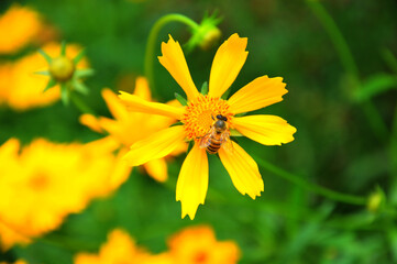 blossoming yellow flowers