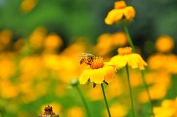 blossoming yellow flowers and bee