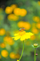blossoming yellow flowers and bee