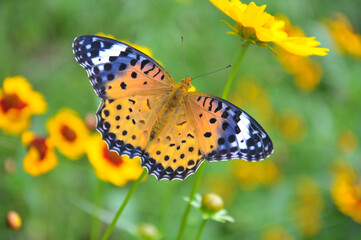 butterfly on flower