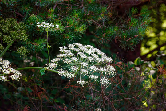 Heracleum Sosnowskyi, Sosnowsky giant hogweed blooming in forest. Dangerous invasive pest, phototoxic flowering plant dangerous to health causes allergies and burns on the skin from ultraviolet