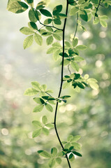 green leaves background