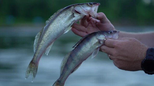 The fisherman shows the caught bersh fish to the camera