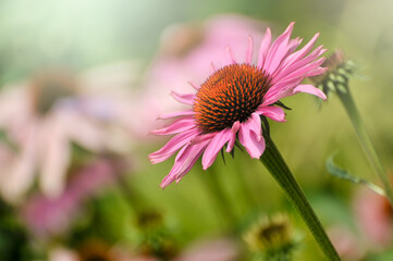 pink and white chrysanthemum