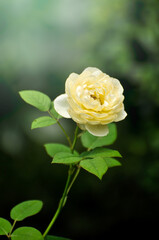 yellow rose with green leaves