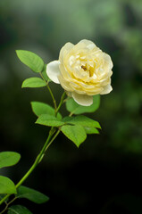 yellow rose with green leaves