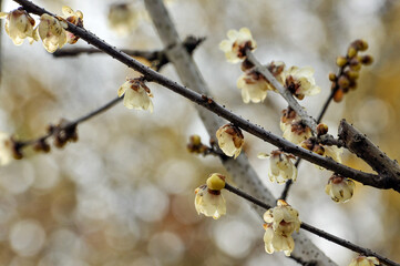 Yellow plum blossom