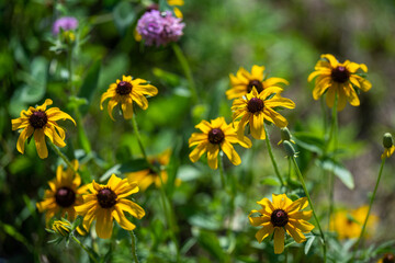 Yellow Flowers Bloom