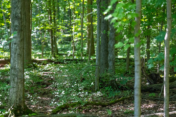 Trees and Plants in Nature