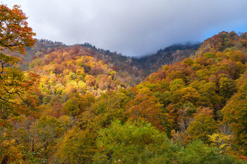 Fototapeta premium ブナの紅葉