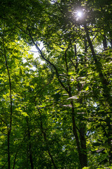 Trees and Plants in Nature