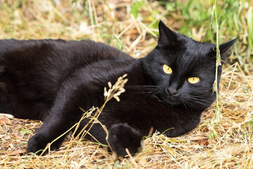 Beautiful bombay black cat portrait with yellow eyes lying outdoors in yellow dry grass in summer autumn nature in sunlight. Сat is looking in camera
