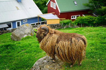 A friendly ram in a park in Torshavn, Faroe Islands