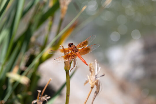 Brilliant orange flame skimmer dragonfly