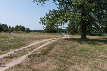 Landscape with a tree and a field road leading to a lake.