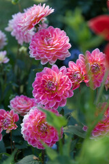 Magenta-pink Dahlia blossoms Outdoor