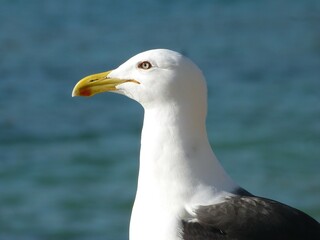 seagulls on the edge of the beach on the beach sand in the sea