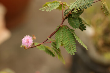 Mimosa is a genus of about 420 species of herbs and shrubs, in the mimosoid clade of the legume family Fabaceae.