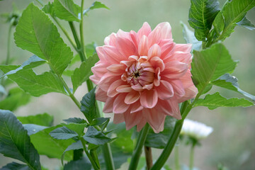 Beautiful flower, pink dahlia flower in the summer garden