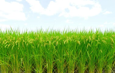 実った秋の稲穂のクローズアップ