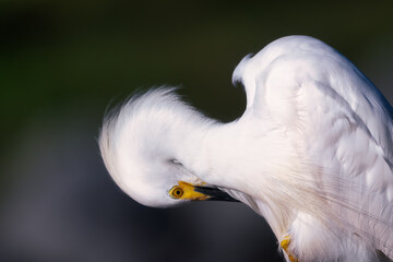Snowy White Egret preening