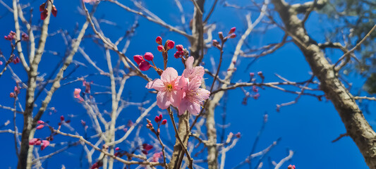 Delicate pink cherry blossoms after winter. Contrast with a deep blue sky.