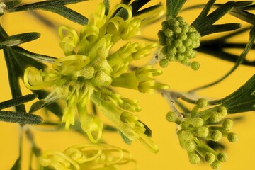 Grevillea Lemon Supreme  stem on gold background.