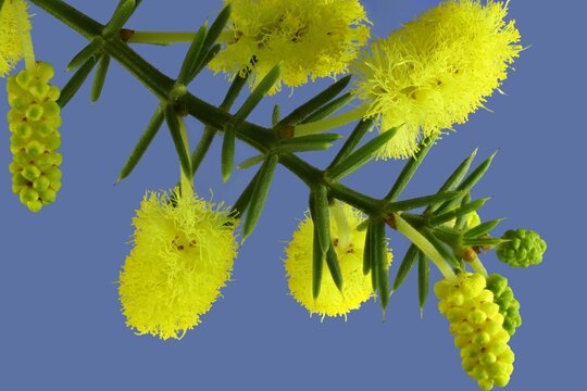 Isolated Stem Of Prickly Moses (Acacia Pulchella). Australian Native Plant.