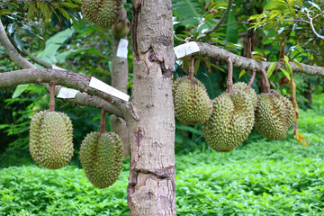 durian fruit on tree