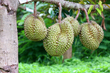 durian fruit on tree