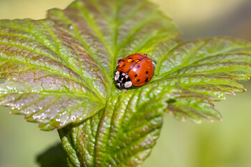 a ladybug sitting on a raspberry leaf in drops of water