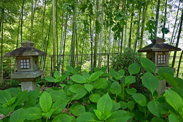 大阪府高槻市上宮天満宮の竹林