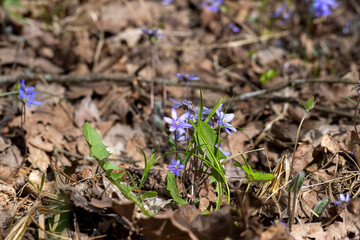 beautiful spring anemones growing in the forest
