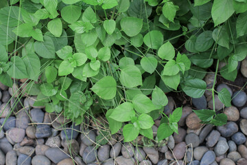 Green leaf on rock floor in garden. Natural Background texture. Nature leaves plant growing on stone.