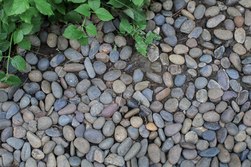 Green leaf on rock floor in garden. Natural Background texture. Nature leaves plant growing on stone.