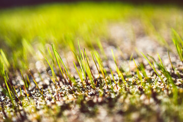 close-up of new grass blades shining in the sunlight shot at shallow depth of field