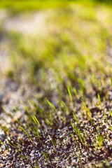 close-up of new grass blades shining in the sunlight shot at shallow depth of field