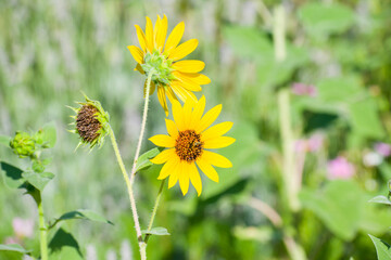 Development of sunflower cultivation. Organic sunflower bloom
