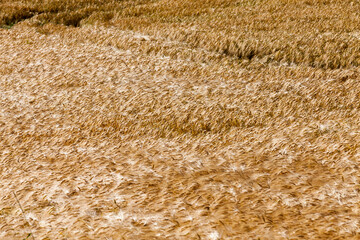 agricultural field with mature golden yellow cereals