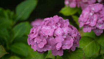 アジサイの花|日本の梅雨のイメージ