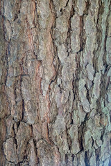 大木の樹皮
